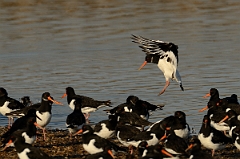 David Plant Photography - Wildlife Photography - Oystercatcher - Y